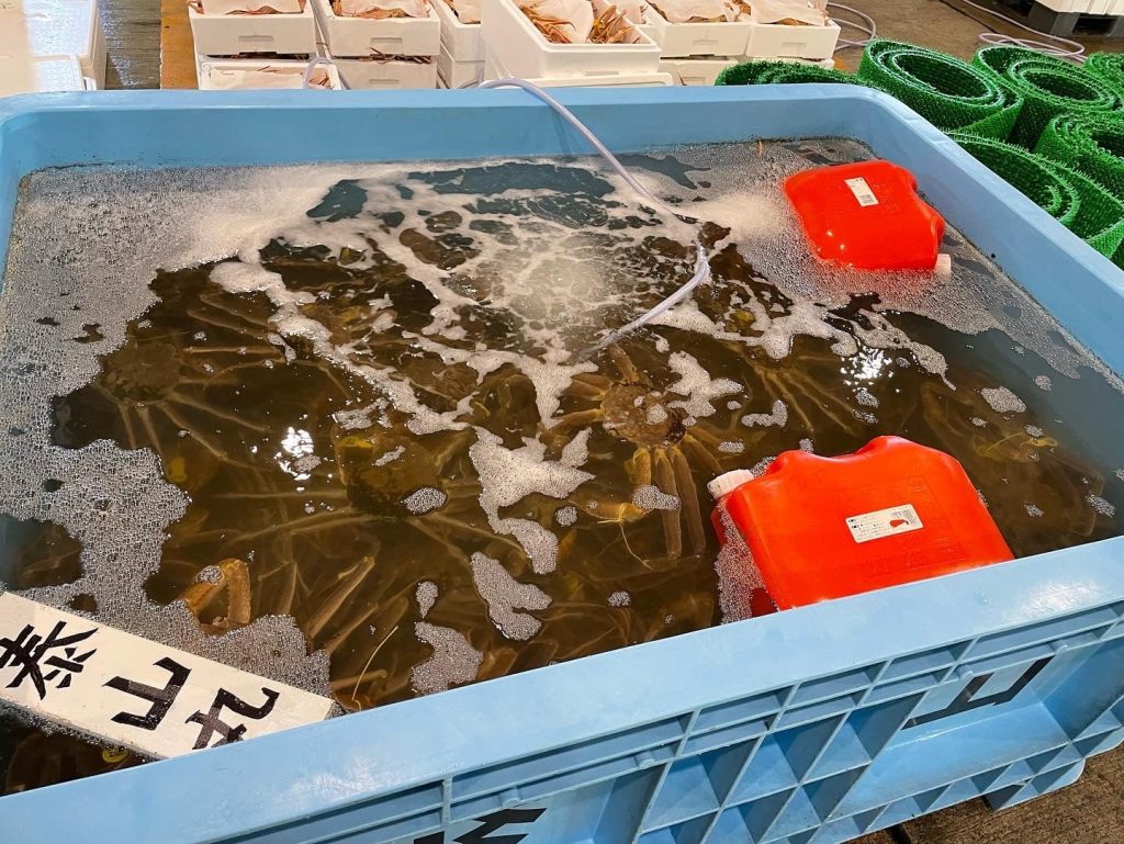 水揚げ直後の越前がにと選別の様子