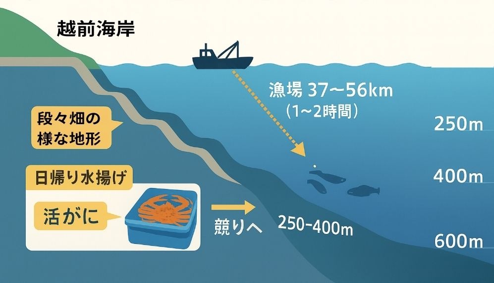 越前がにの主な生息水深の概念図