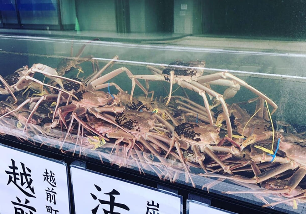 水槽の中の越前がに