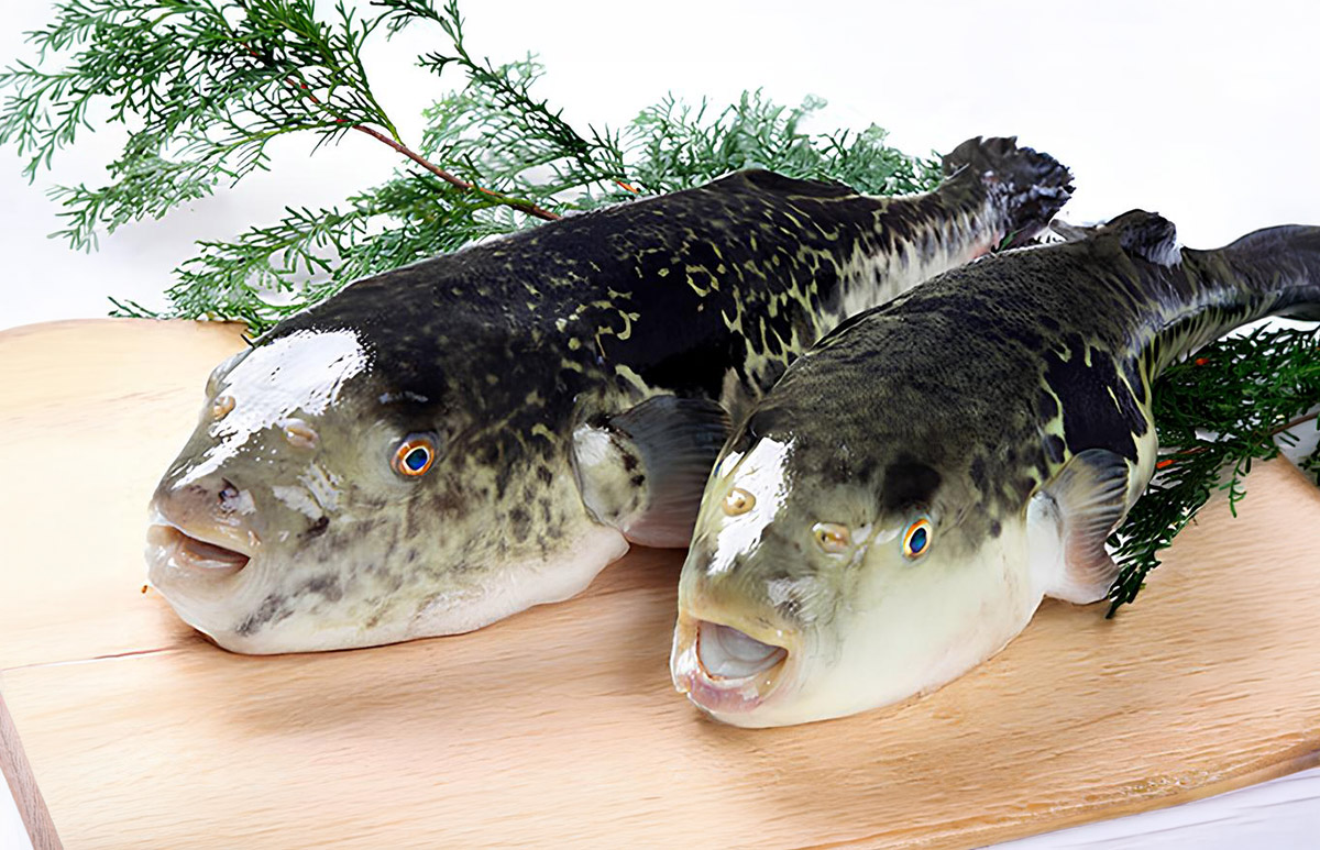 産地直送・活〆の若狭ふぐ